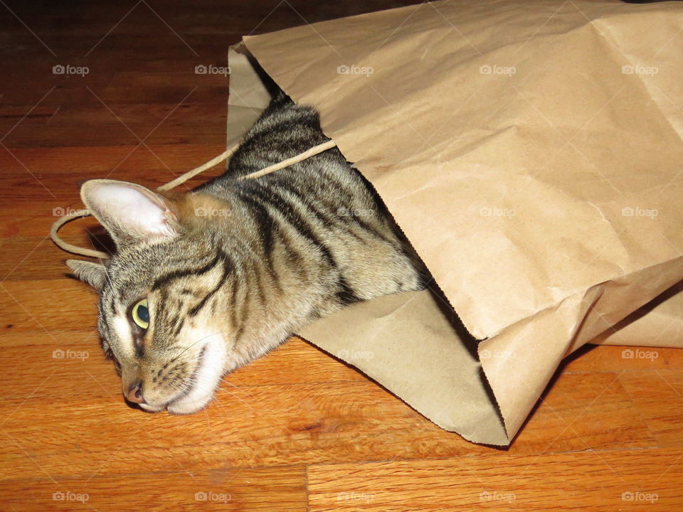 Cat in a paper bag