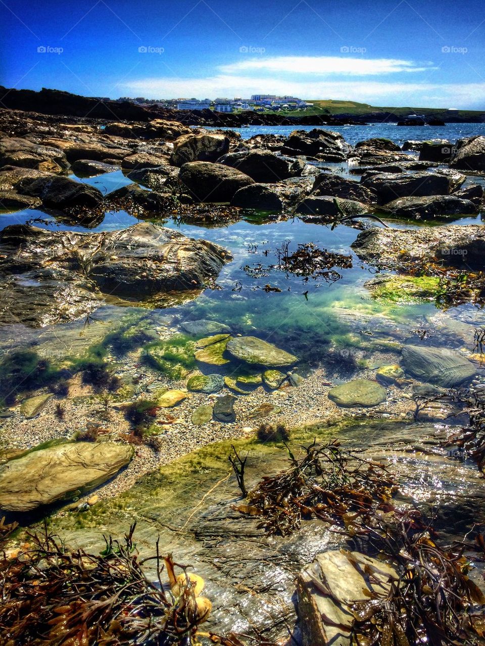 Kelp and rock near the coast