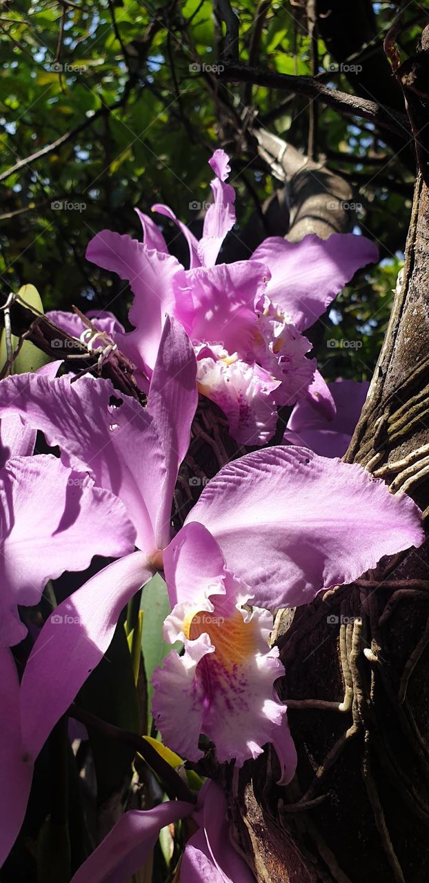 natural beauty, pink orchid, flower, pink.