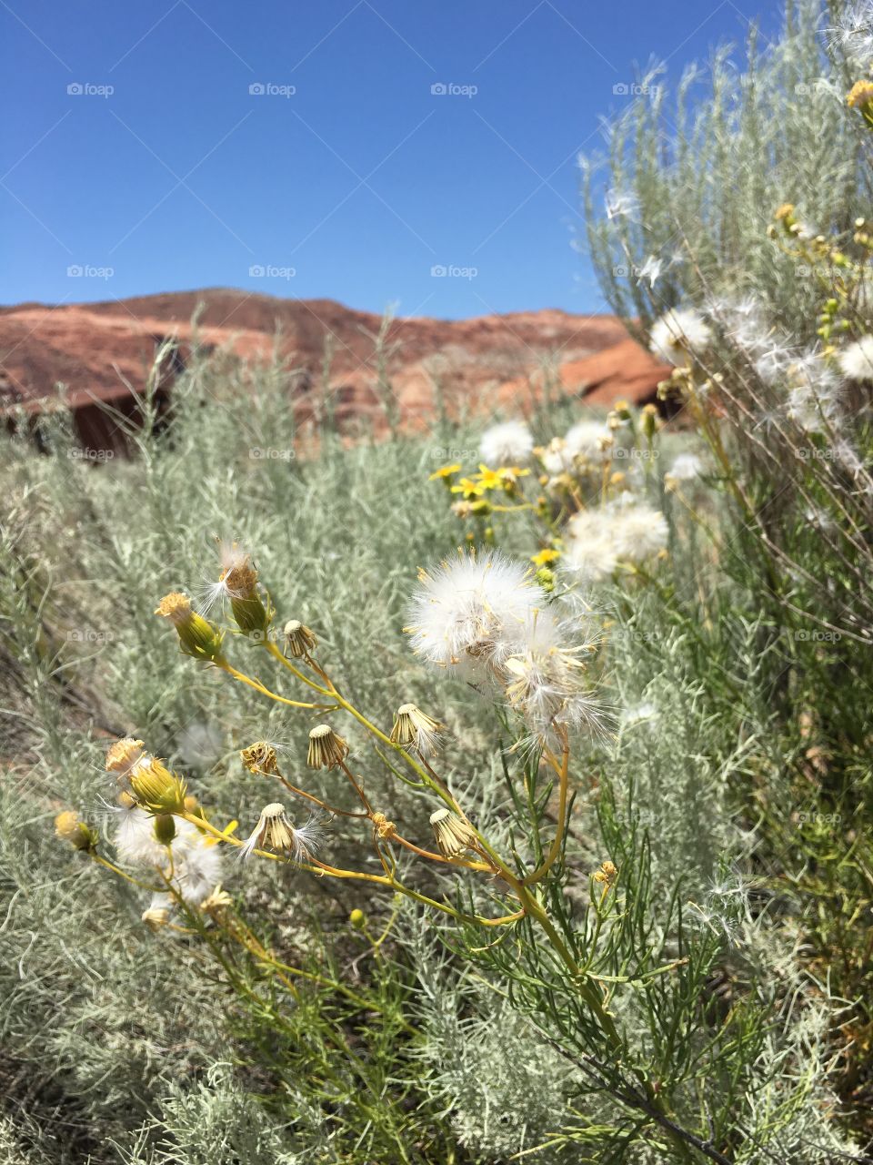 Desert Dandelion