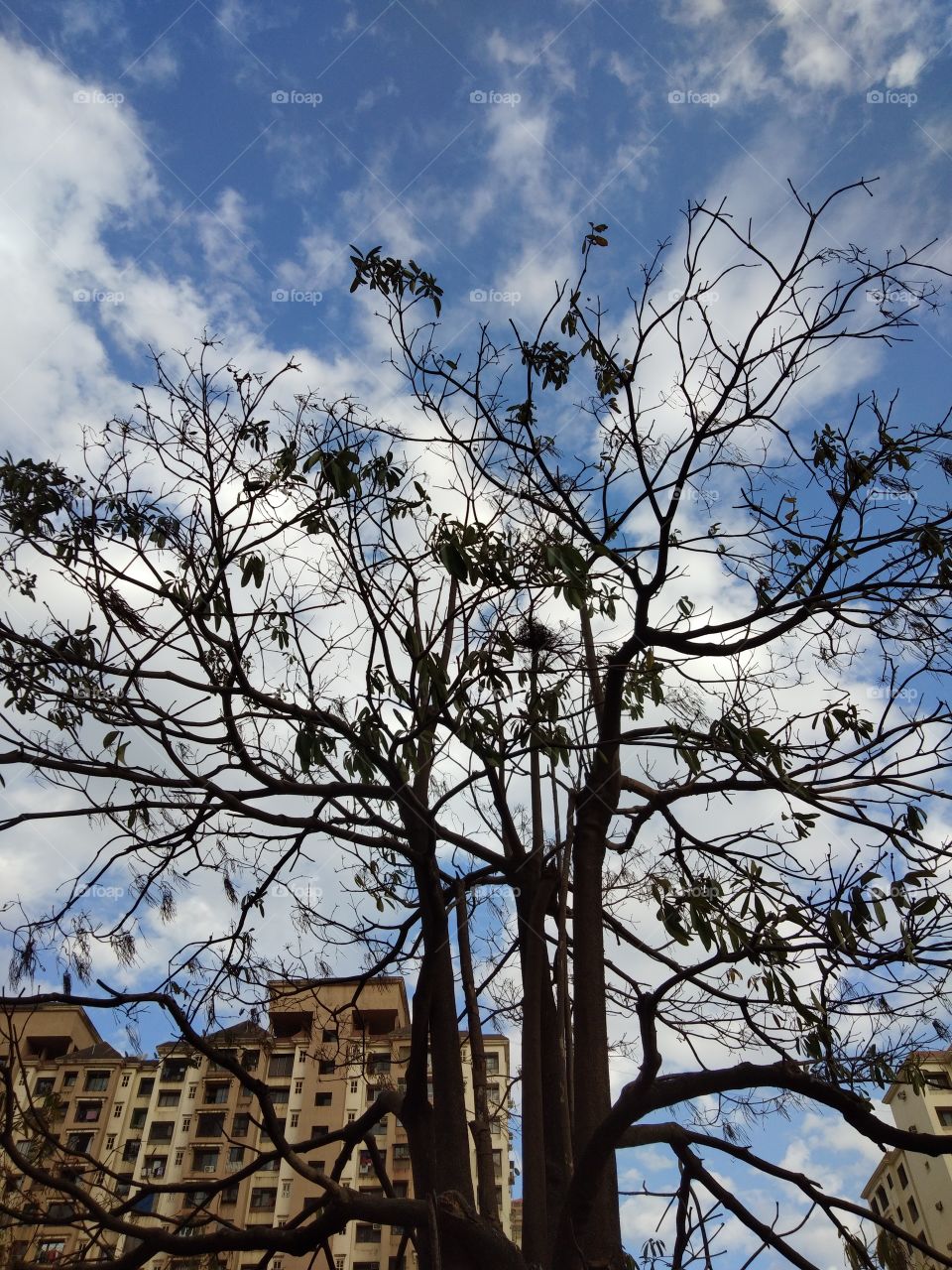 Tree, No Person, Sky, Wood, Landscape