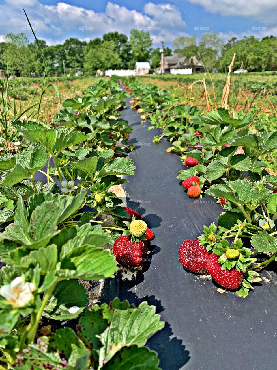 Celebrating Spring - Strawberry picking - it's not just plants and trees that are flourishing; spring brings new animal and bird life to the world too, it's a time when nature wakes up and shakes off all traces of the dark days of winter