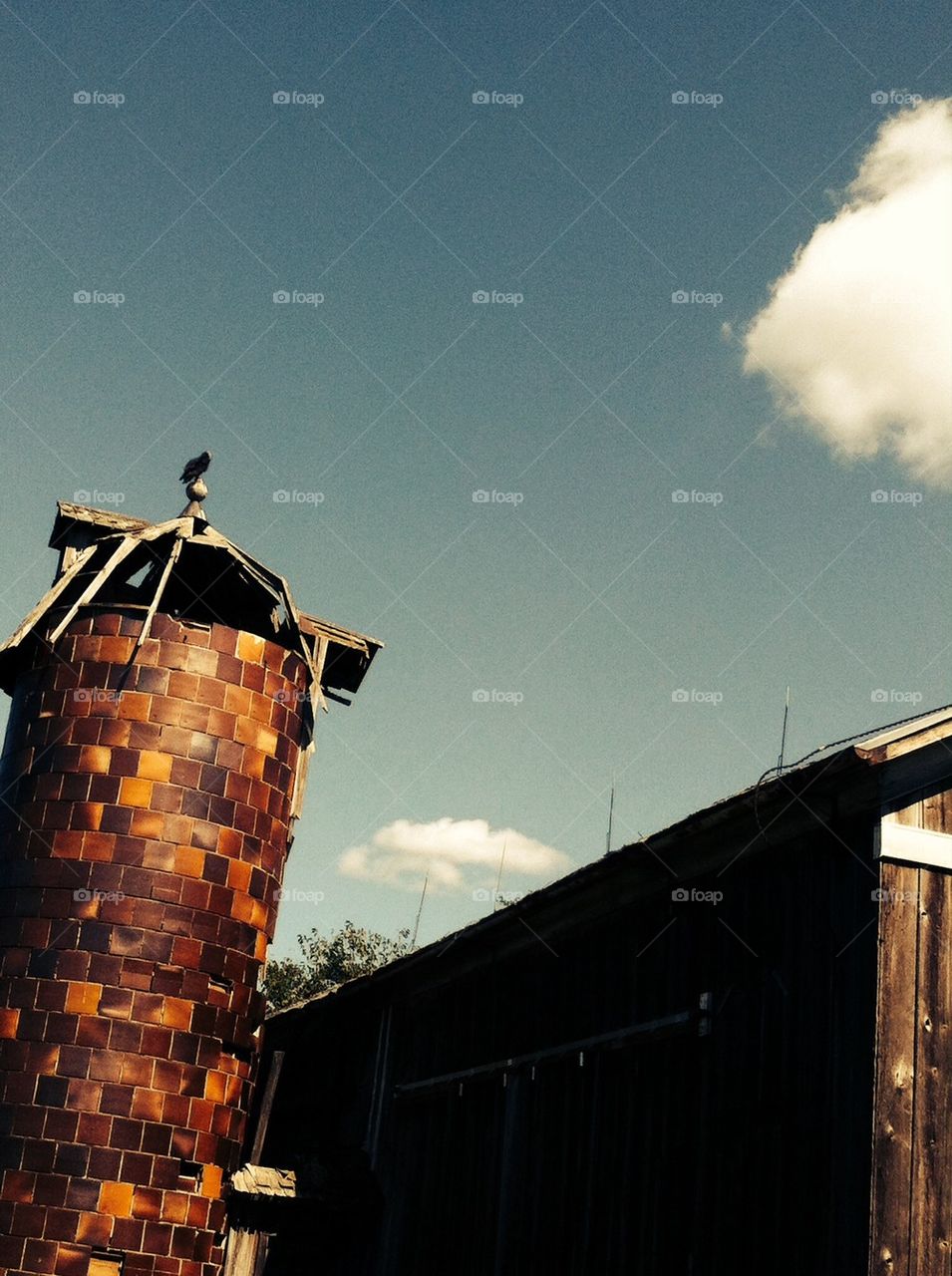 Turkey buzzard perched on silo  