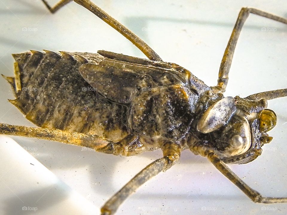 Dragonfly nymph 