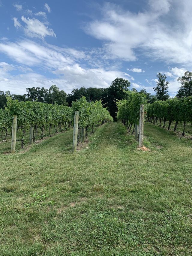 Vineyard in the Shenandoah Valley of Virginia. Bright, sunny day with vibrant grape plants. Blue skies, white clouds, green grass, and summer sunshine!
