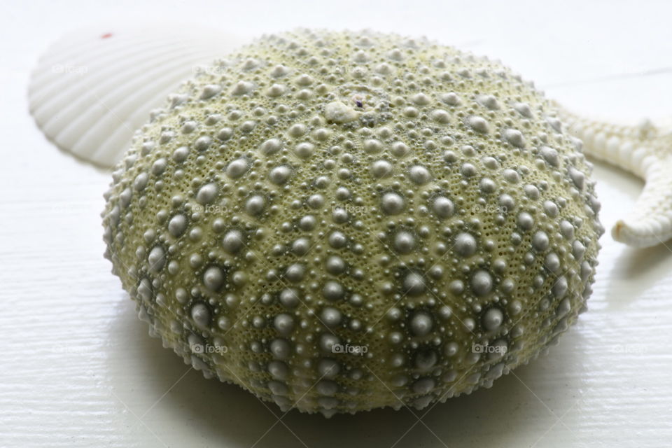 Green sea urchin shell, with bumpy texture.