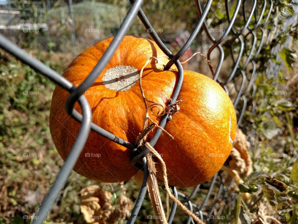 Pumpkin Funny shape growing in fence
