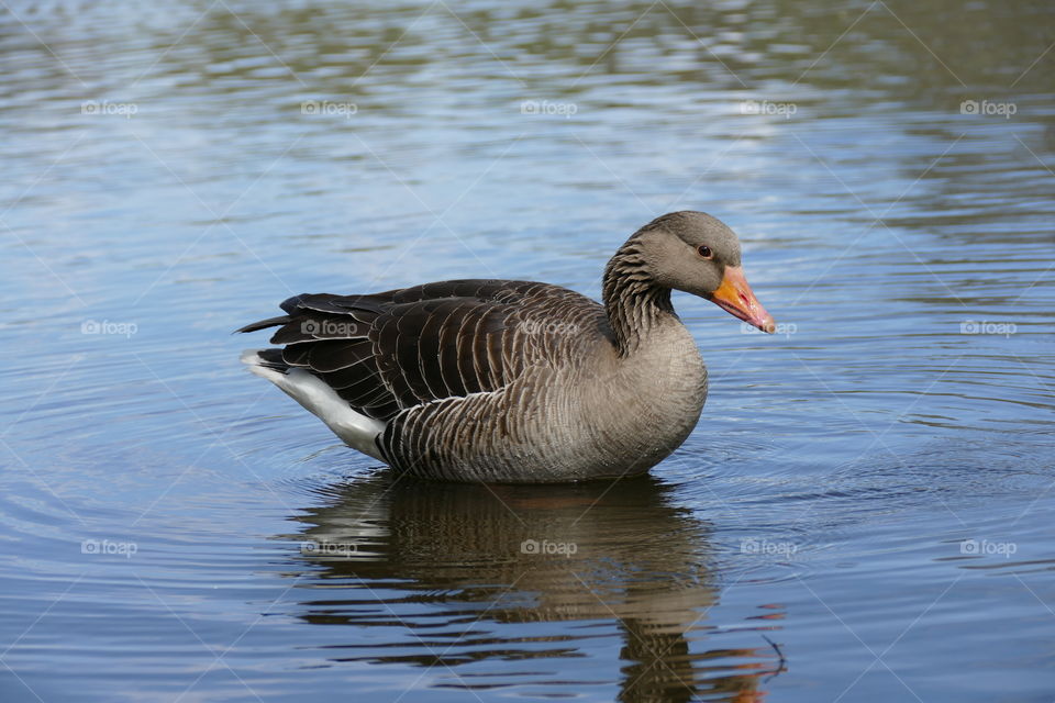 Goose