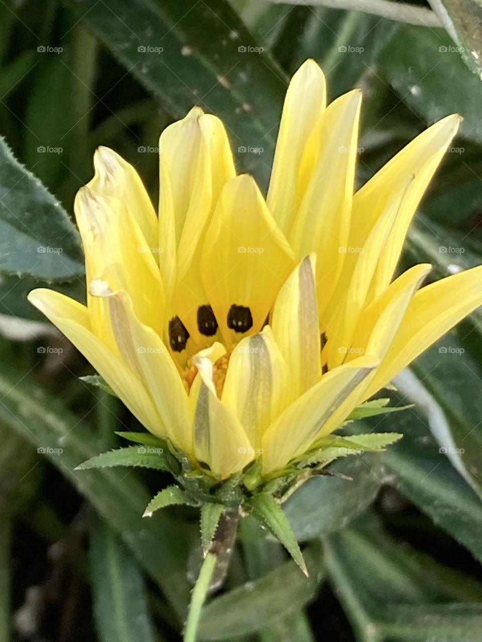 Flor amarela em fase de desabrochar. Miolo com pintas escuras. Sépalas e pétalas amarelas.