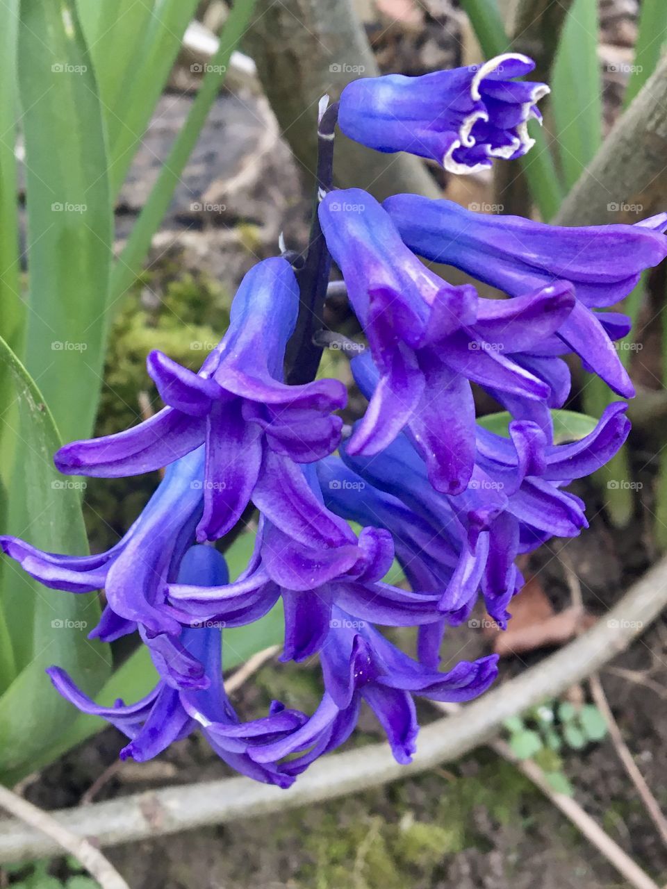 Blooming wild hyacinth 