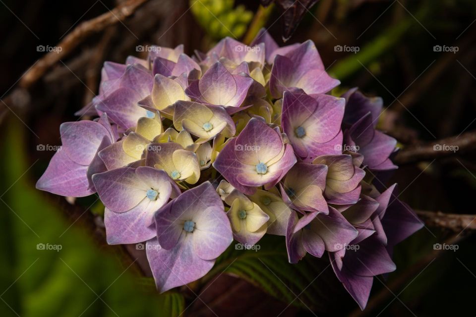 Young Hortensia (Hydrangea)