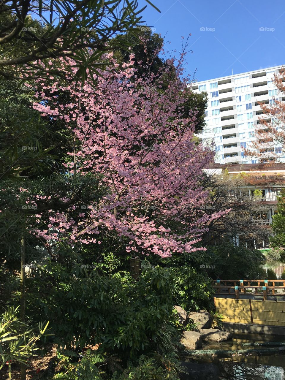 Sakura, or Cherry blossom tree, in full bloom 