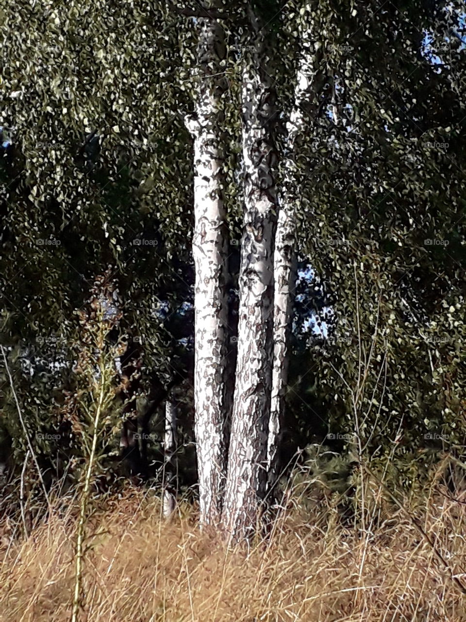 three birch trees