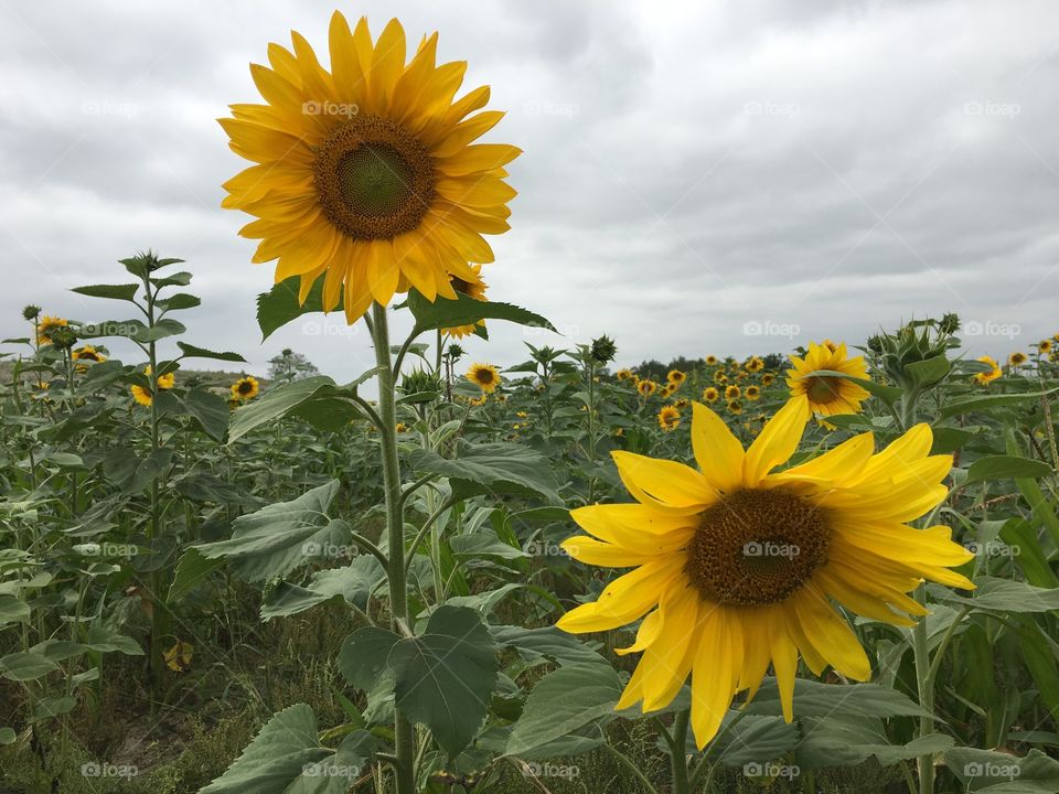 Sunflower