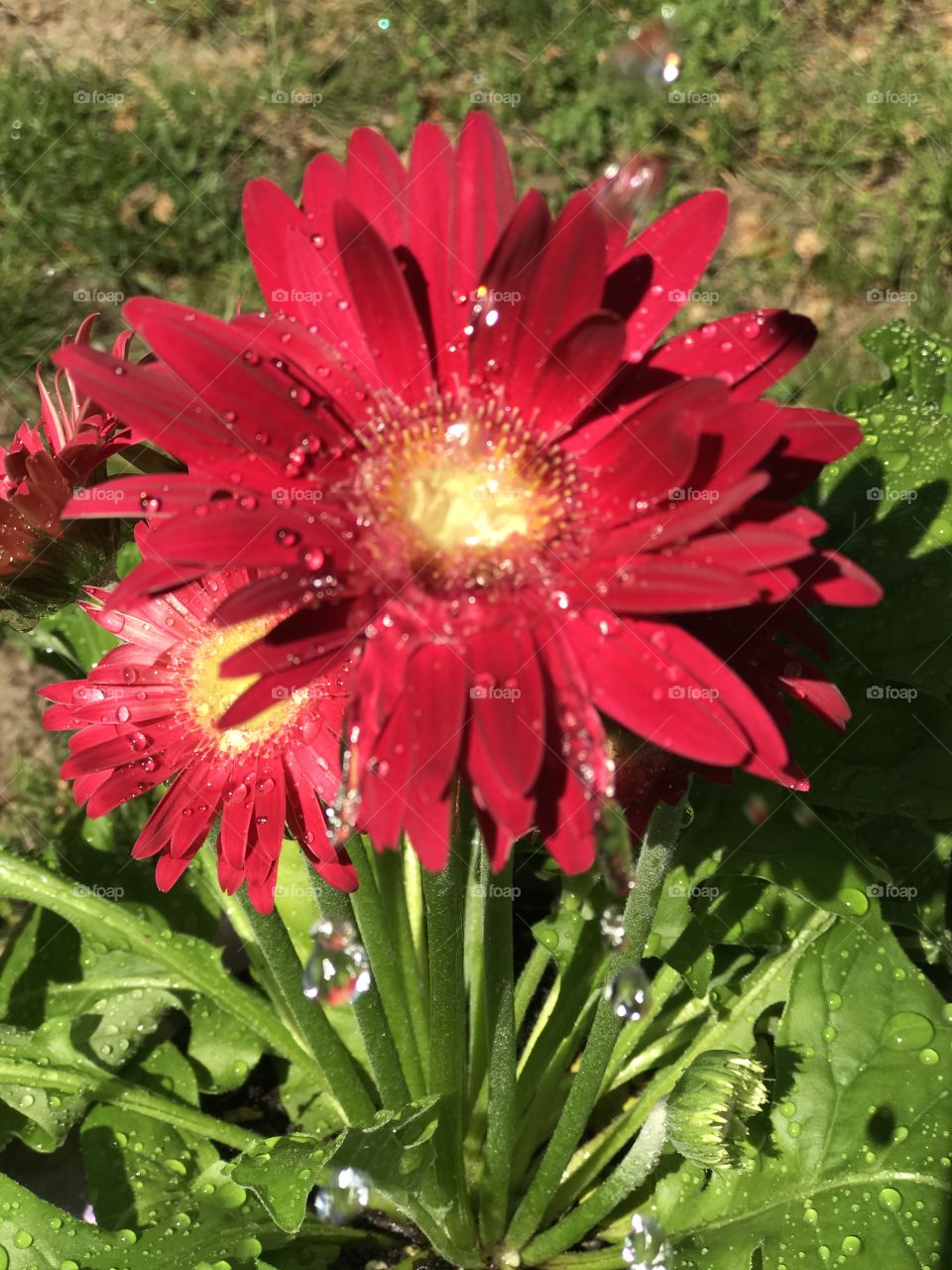 Gerber Daisy