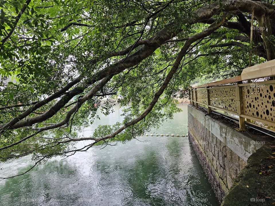 trees reaching out to the water by the promenade at the typhoon shelter