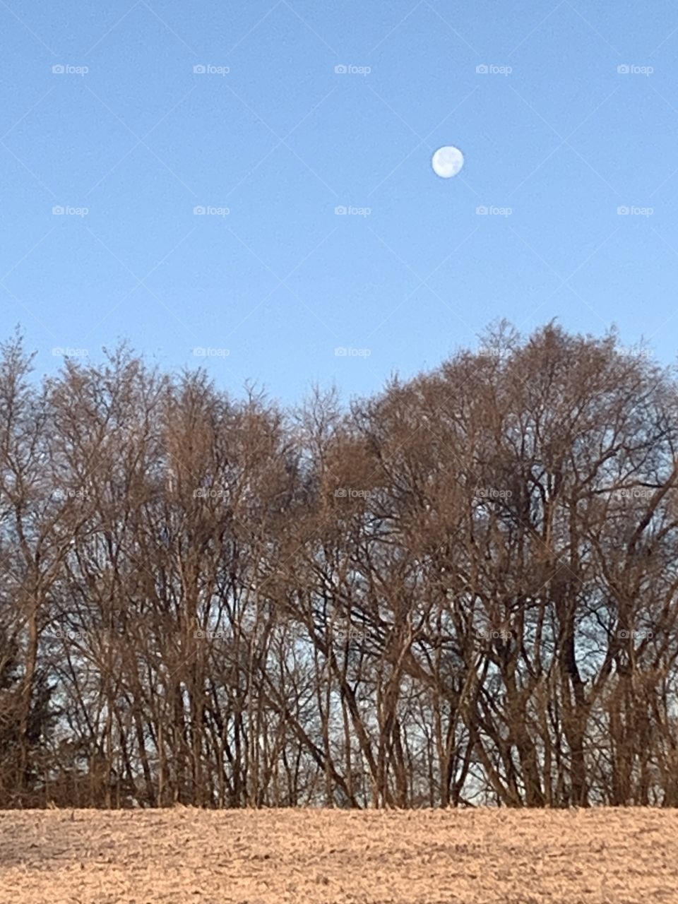 The setting gibbous moon in a bright blue sky over a line of bare trees and harvested farm field - landscape