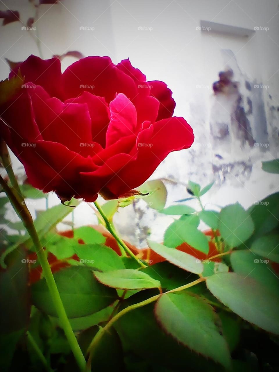 Rose flower