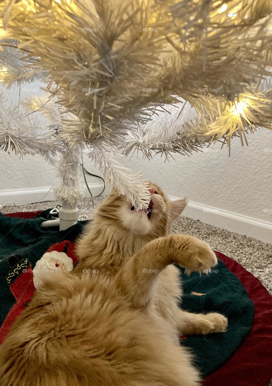 Orange cat chewing on white artificial Christmas tree