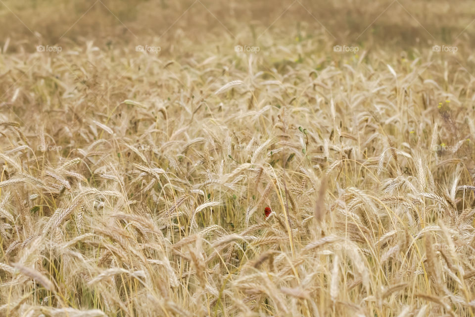 Wheat field