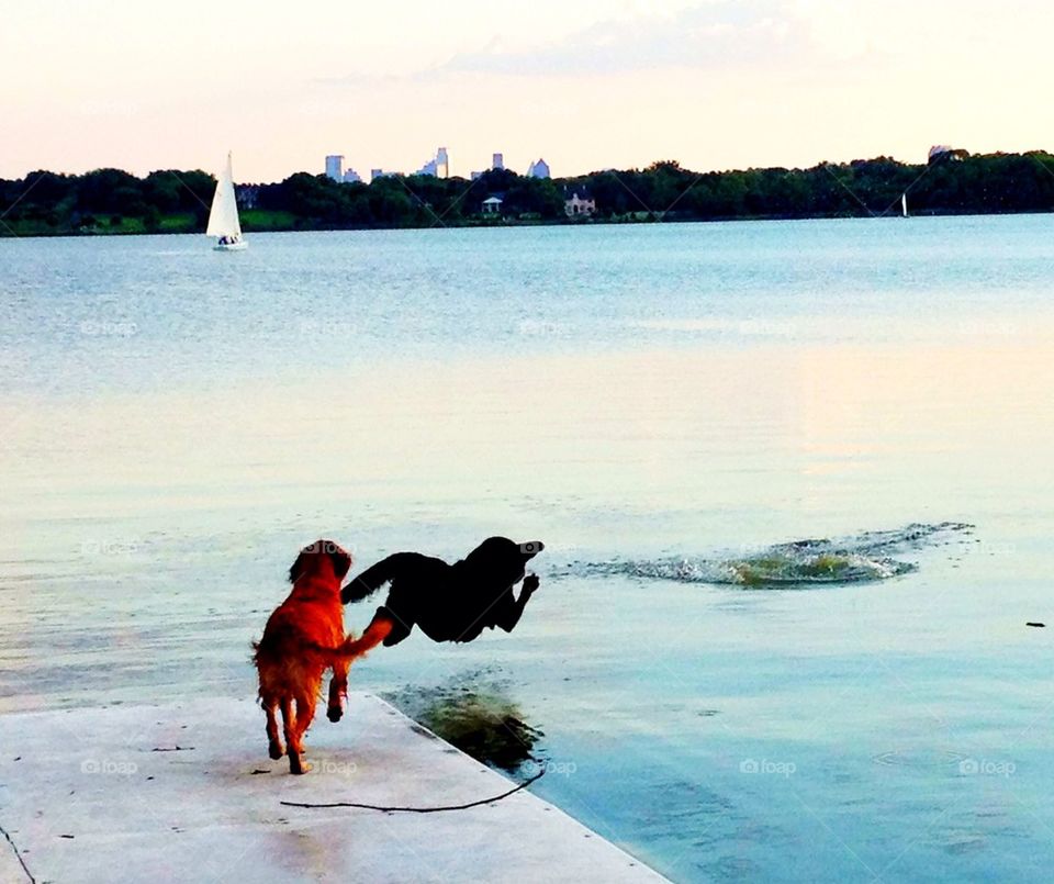 Lab retrieving in lake