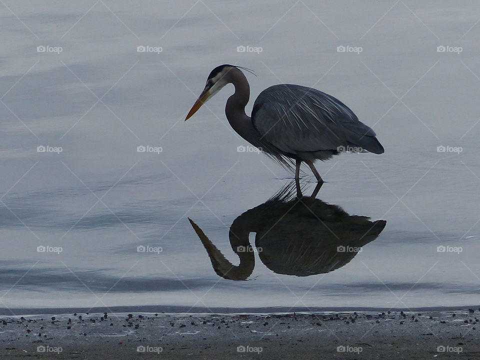 Great heron reflecting in grey 