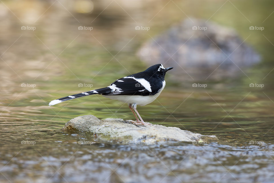 White-crowned Forktail