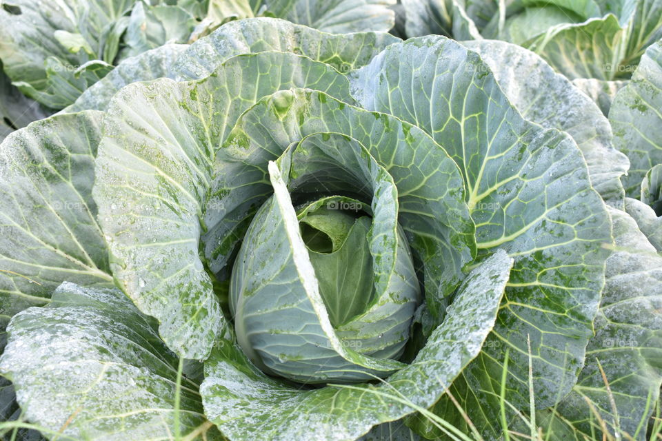 Fresh Cabbage on field yet to harvest.