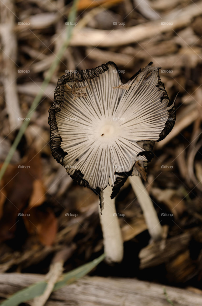 Close up of a wild mushroom