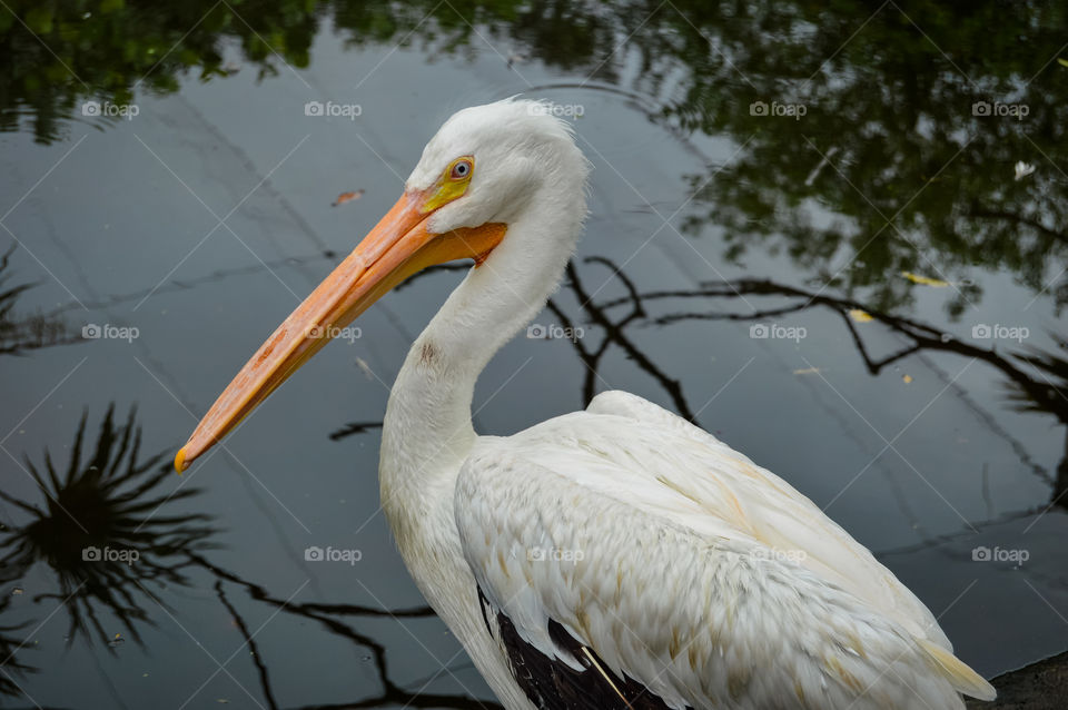 Pelican standing with lake in the background