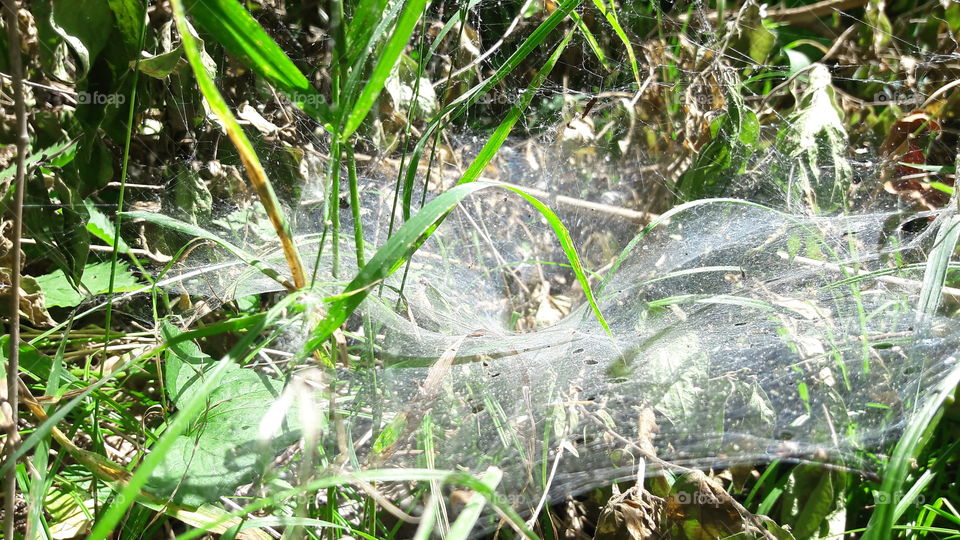 Woodland Funnel Spider Web