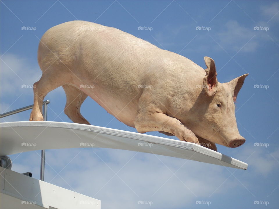 Lifelike sculpture of a pig on a diving board in the centre of Prague on a hot summer day. 