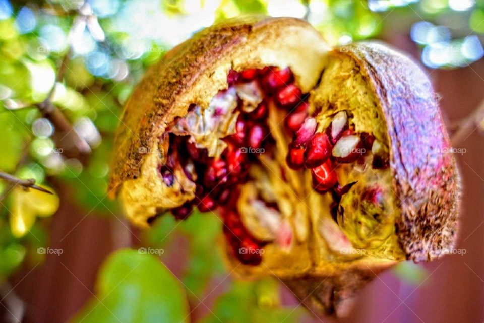 Juicy Pomegranate