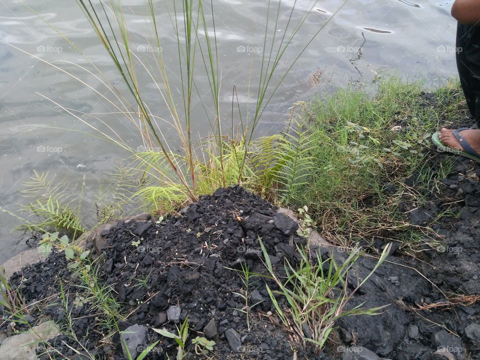 Due to coal mining, there is a lot of water where there is a lot of shrubs blooming on it.