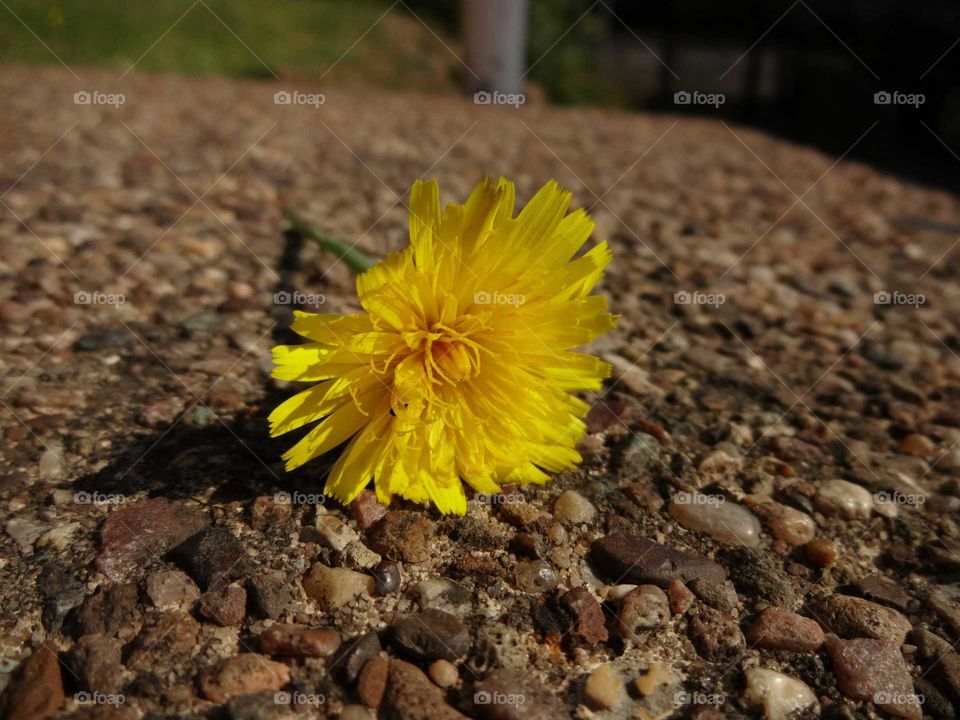 Close-up of dandelion flower