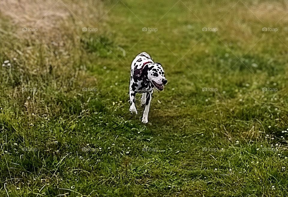 Dalmatian dog