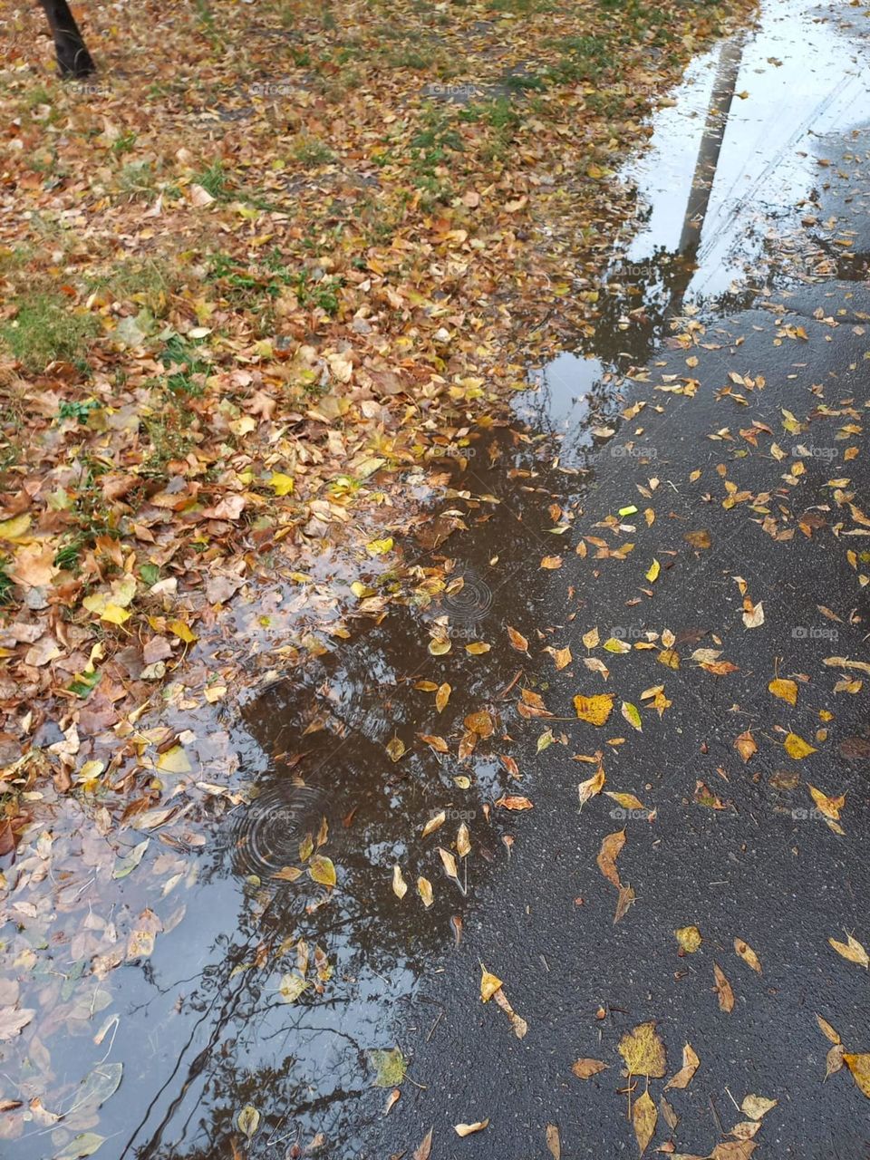 fallen leaves in autumn on a rainy day