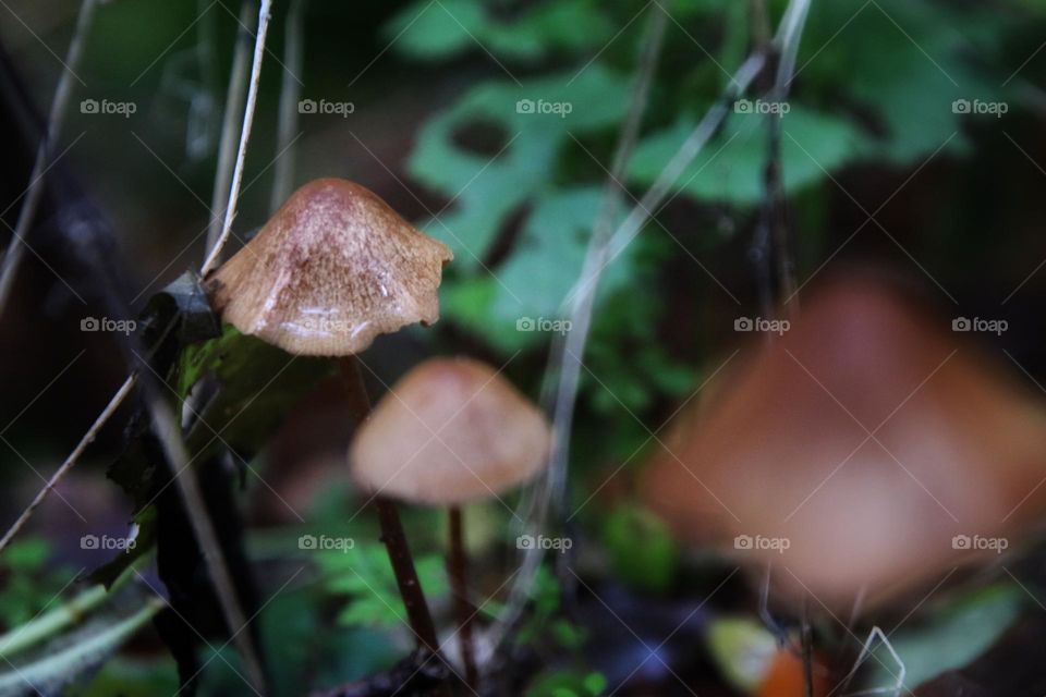 Brown mushrooms in a row between green plants with focus on background