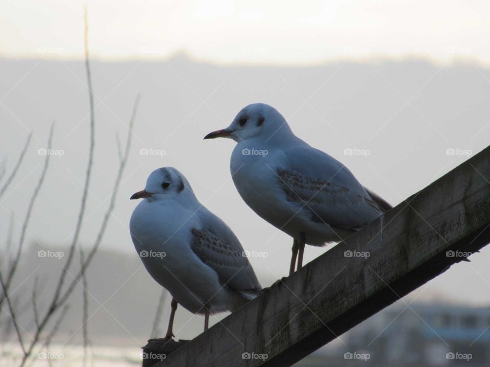 Black headed gulls sat on a fence