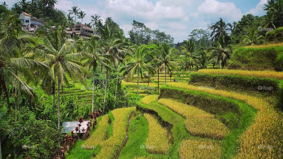 Rice fields in Bali