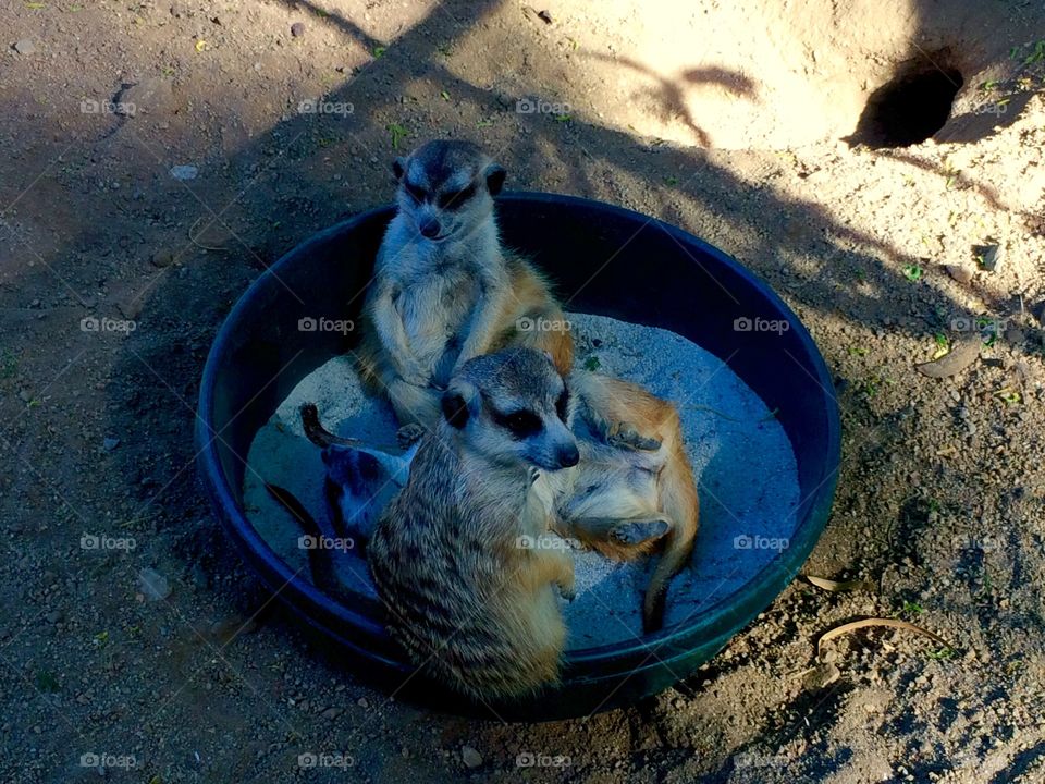 Three meerkats in a bowl 