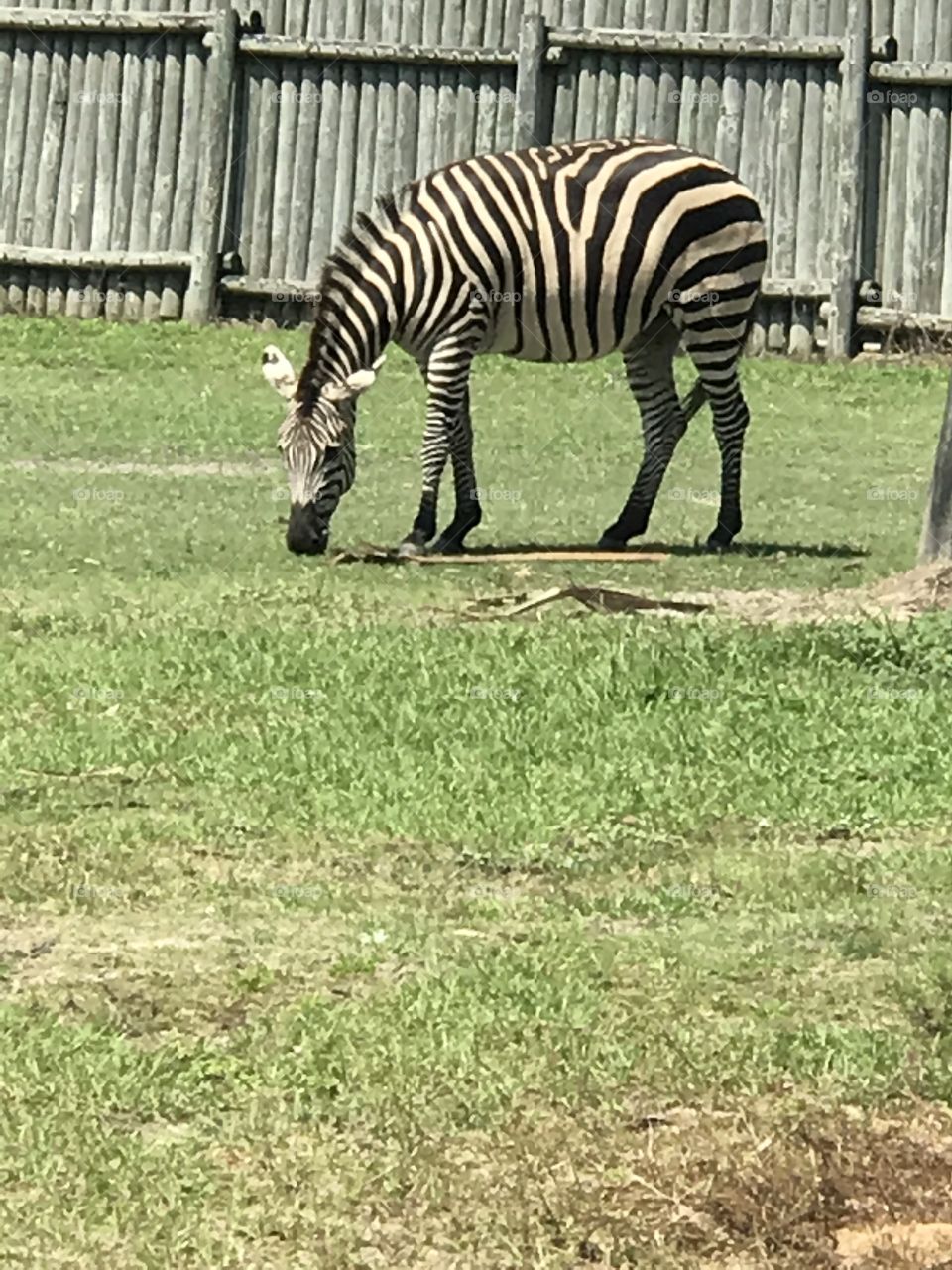 Zebra Break