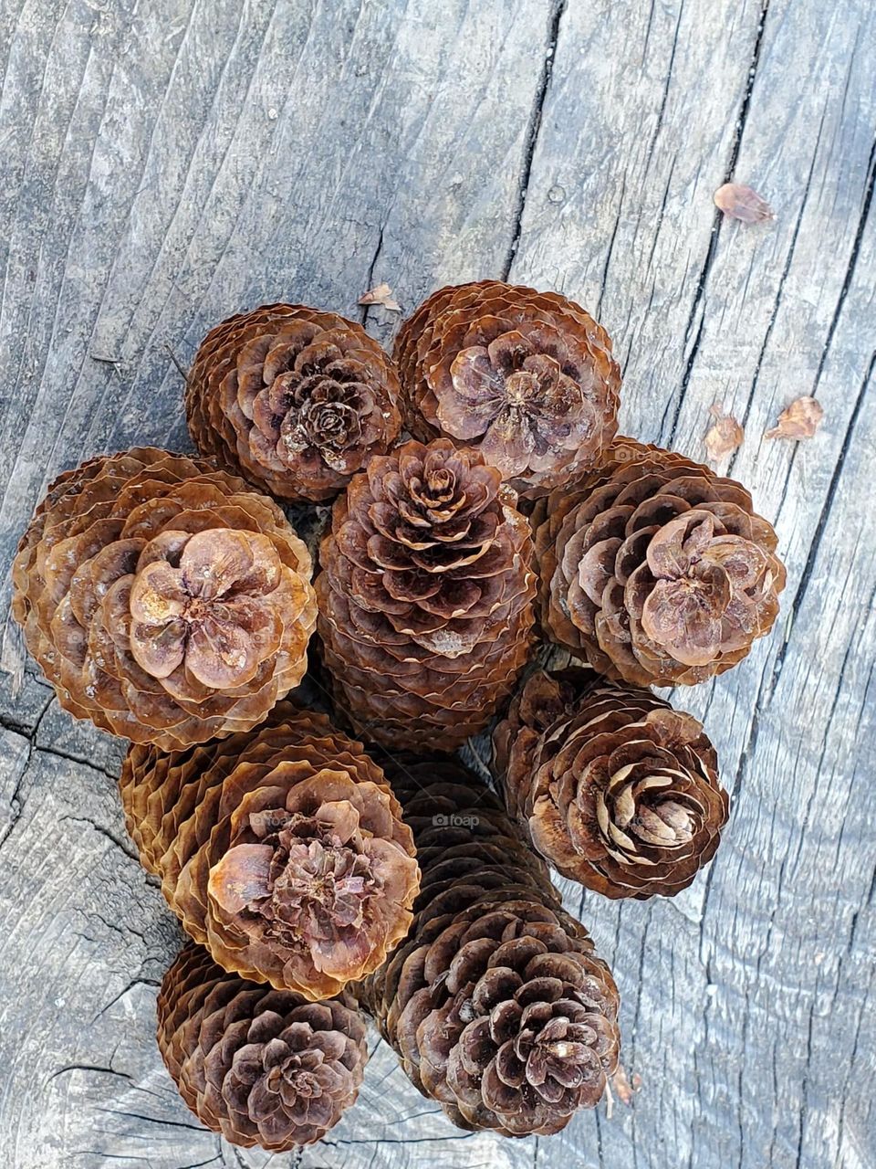 Pine cones