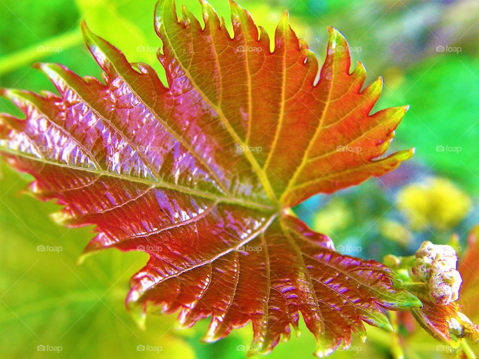 Grapes leaf in the spring time