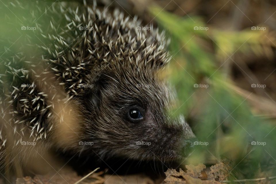 A hedgehog 