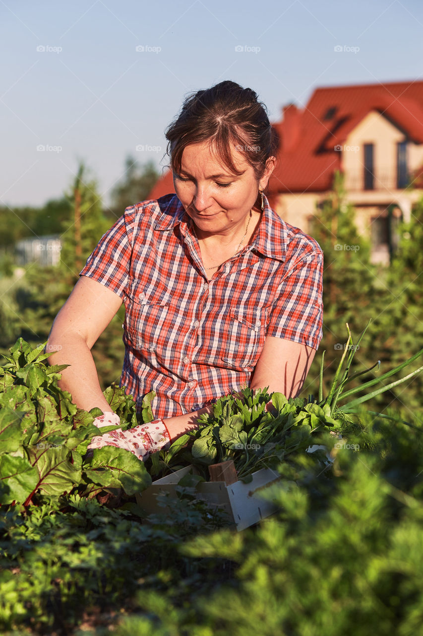 Woman working in a home garden in the backyard, picking the vegetables and put to wooden box. Candid people, real moments, authentic situations