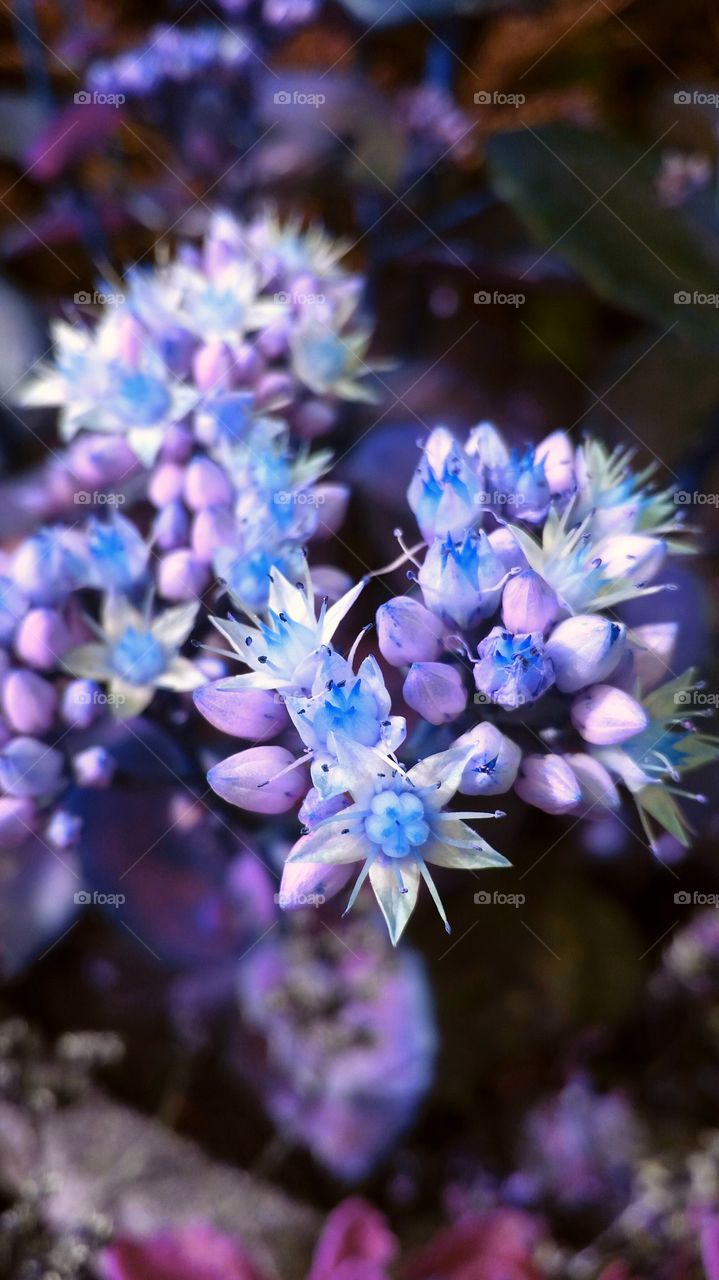 magic blue blossoms