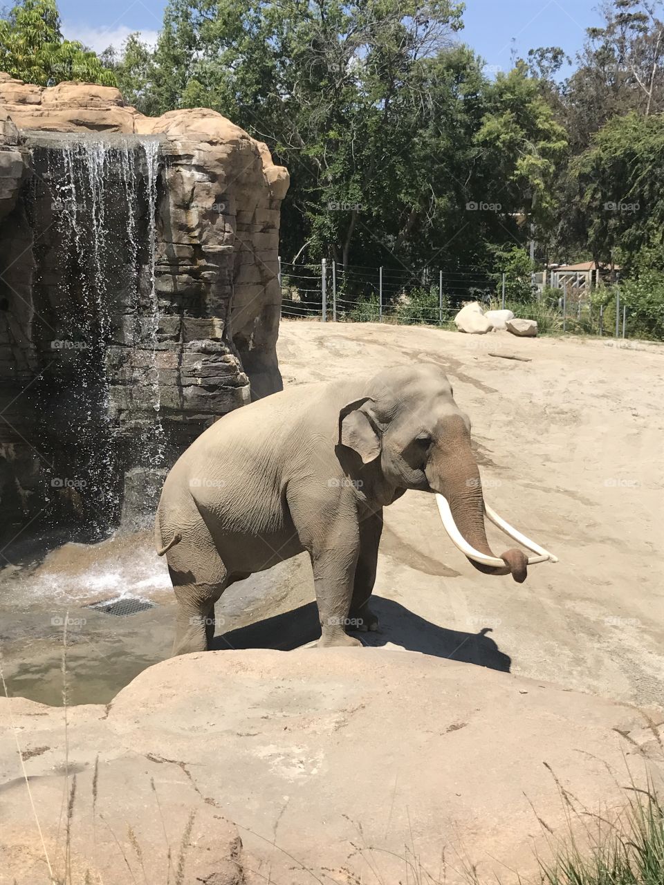 Elephant at a waterfall