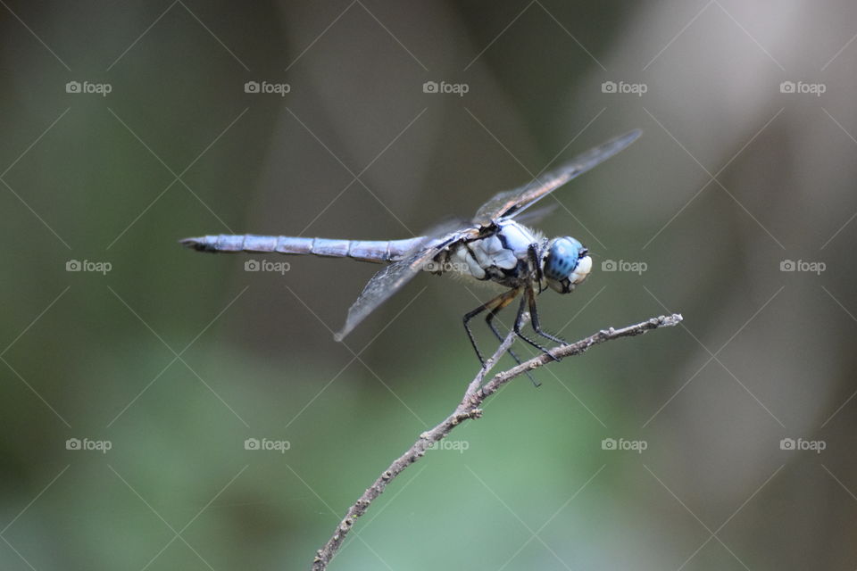 Caught this little beauty at the park,  blue dragonfly