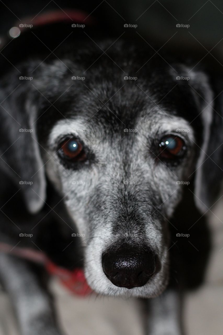 Dog, Pet, Canine, Cute, Portrait